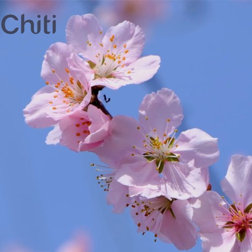 Water-Soluble Cherry Blossom Powder
