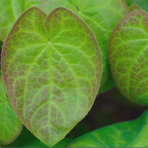 Epimedium Powder