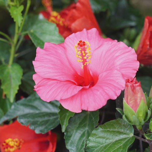 Hibiscus Flower Extract