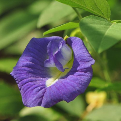 Blue Butterfly Pea Flower Powder