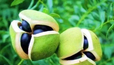 Yellowhorn Oil-Leading The New Trend Of Health