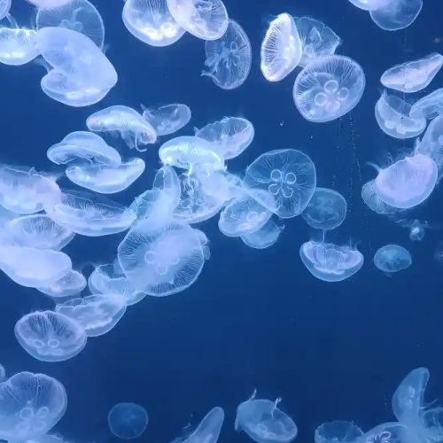 Type 0 Jellyfish Collagen