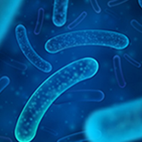 Lacticaseibacillus paracasei