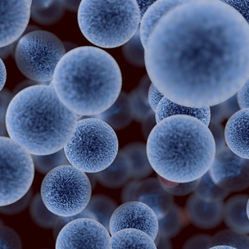 Pediococcus acidilactici 