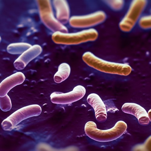 Akkermansia muciniphila (Probiotic Powder)