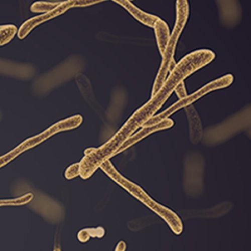 Lacticaseibacillus Rhamnosus 