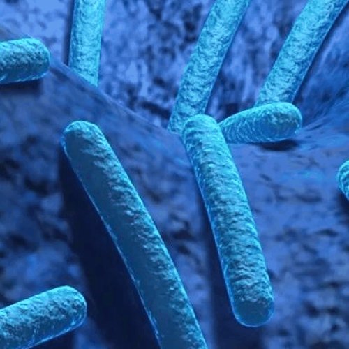 Weizmannia Coagulans (Probiotic Powder)