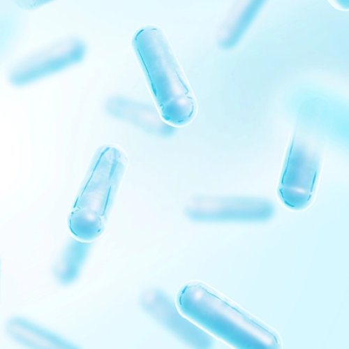 Lactiplantibacillus plantarum 